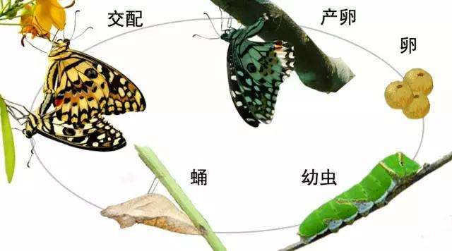 什么是全變態(tài)類？